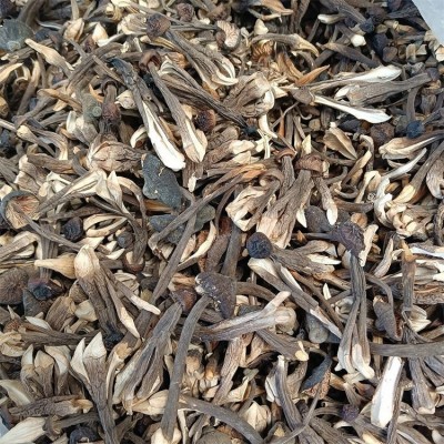 联盛 黑皮鸡枞菌种植 鸡枞菌菌种多少钱 规格齐全图4