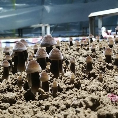 联盛 上海黑皮鸡枞菌基地 黑皮鸡枞菌 加工定做图2