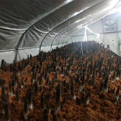 联盛 上海黑皮鸡枞菌基地 黑皮鸡枞菌 加工定做图4