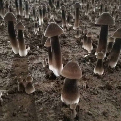 联盛 上海黑皮鸡枞菌基地 黑皮鸡枞菌 加工定做图3