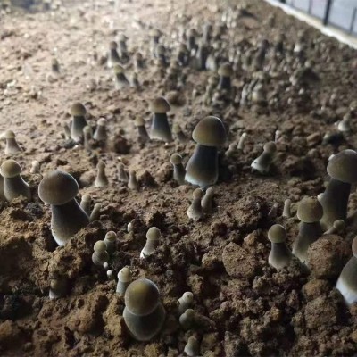 特色食用菌 黑皮鸡枞菌 菌棒 菌包 源头厂家图2