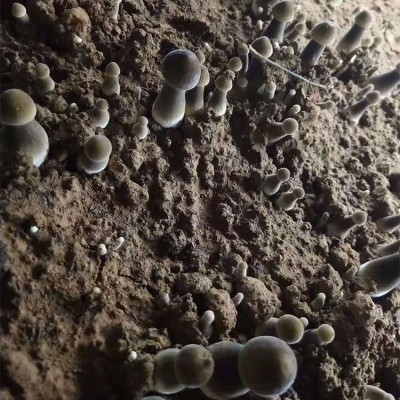 特色食用菌 黑皮鸡枞菌 菌棒 菌包 源头厂家图3