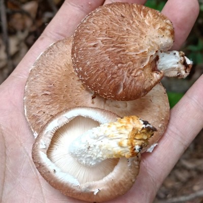 助农产品云南特产香菇干货剪脚肉厚100克菌菇产地厂家直发干香菇图4