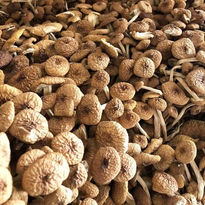 古田特产茶树菇500g土杨树菇不开伞茶薪菇食用菌干货柳松菇批发图3