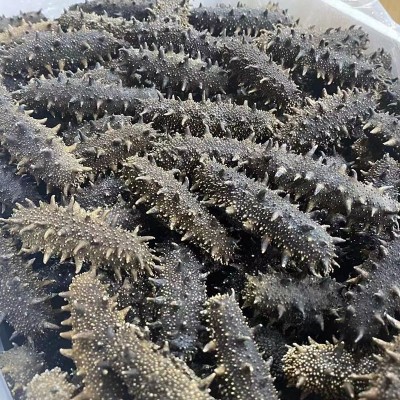 工厂货源海参干货批发 大连六排刺海参辽刺参 大连淡干海参礼盒图2