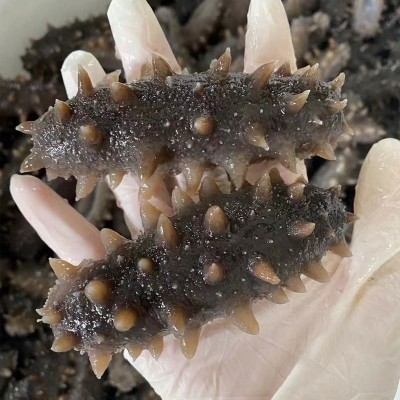 工厂货源量大价优 大连即食海参非淡干海参干货 大连鲜食即食海参图2