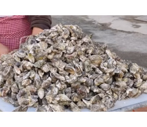 130元买100斤海蛎，做福建传统小吃海蛎抱蛋，鲜美无比真好吃