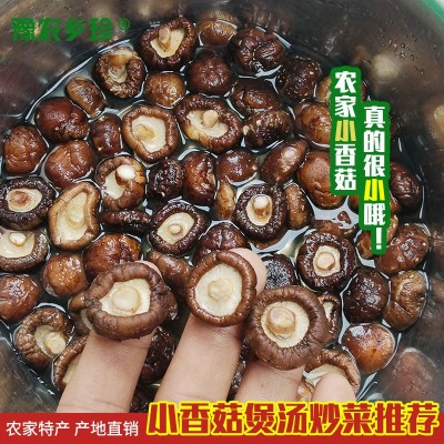 特小香菇金钱菇煲汤黄焖鸡食材西峡干货肉厚冬菇香菇产地直发图2