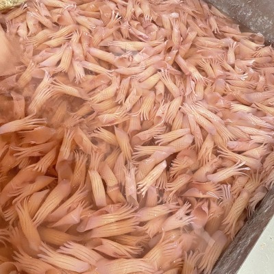 冷冻新鲜牛角花火箭鱿鱼现货批发火箭鱿鱼商用铁板烧烤火锅食材图2