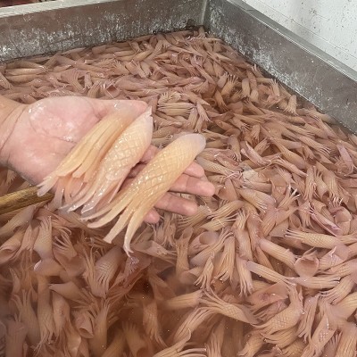 冷冻新鲜牛角花火箭鱿鱼现货批发火箭鱿鱼商用铁板烧烤火锅食材图4