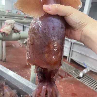 火锅食材配菜水发黑鱿鱼新鲜冷冻海鲜烧烤大鱿鱼铁板商用海鲜水产图2
