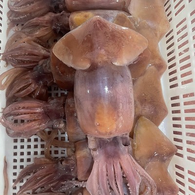 火锅食材配菜水发黑鱿鱼新鲜冷冻海鲜烧烤大鱿鱼铁板商用海鲜水产图4