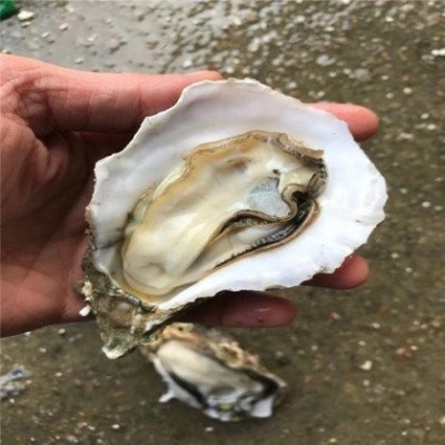 有湛细小蚝A货摆摊烧烤生蚝基地直新鲜直发整件现捞现发图4