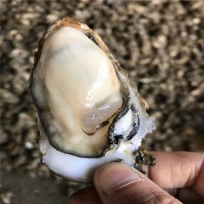 有湛细小蚝A货摆摊烧烤生蚝基地直新鲜直发整件现捞现发图3