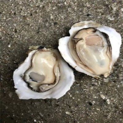 有湛细小蚝A货摆摊烧烤生蚝基地直新鲜直发整件现捞现发图5