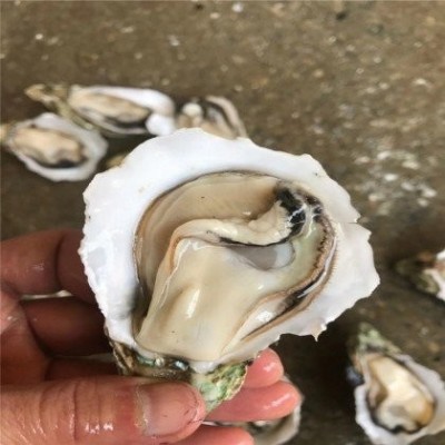 有湛细小蚝A货摆摊烧烤生蚝基地直新鲜直发整件现捞现发图2