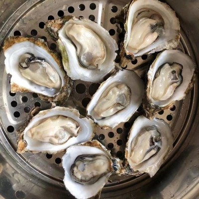 咸水薄壳烧烤大生蚝 有质检商用可开票餐饮常年供应图3