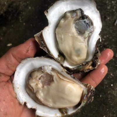 咸水薄壳烧烤大生蚝 有质检商用可开票餐饮常年供应图5
