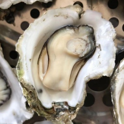 咸水薄壳烧烤大生蚝 有质检商用可开票餐饮常年供应图4