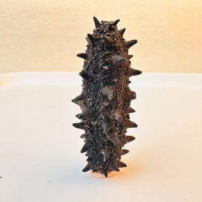 鑫玉隆 深海纯淡干海参500g 40-150头 源头厂家 一手货源图2
