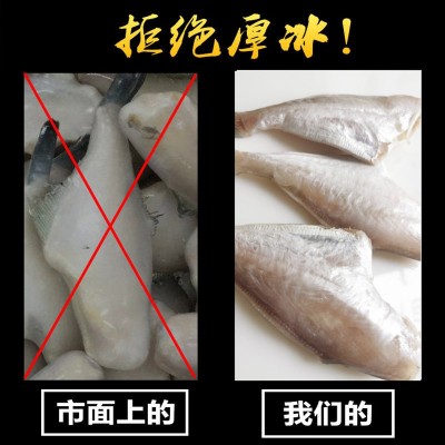 鲜活小橡皮鱼鲜活冷冻剥皮鱼马面鱼耗儿鱼火锅食材厂家直销批发图3