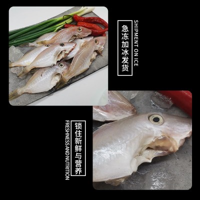 鲜活小橡皮鱼鲜活冷冻剥皮鱼马面鱼耗儿鱼火锅食材厂家直销批发图2