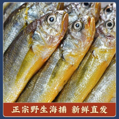 【去头去鳃小黄鱼】小黄鱼新鲜海捕速冻保鲜海鲜水产厂家直销批发图2