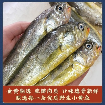 【去头去鳃小黄鱼】小黄鱼新鲜海捕速冻保鲜海鲜水产厂家直销批发图3