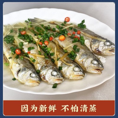 【去头去鳃小黄鱼】小黄鱼新鲜海捕速冻保鲜海鲜水产厂家直销批发图4