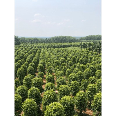 正宗海南白胡椒颗粒散装当季新品500g装调味料农场直供批发图4