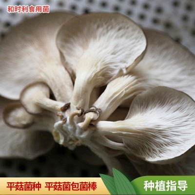 早秋3斤家庭种植食用菌棒种植菌包菌棒蘑菇平菇人工家庭蘑菇菌包图4