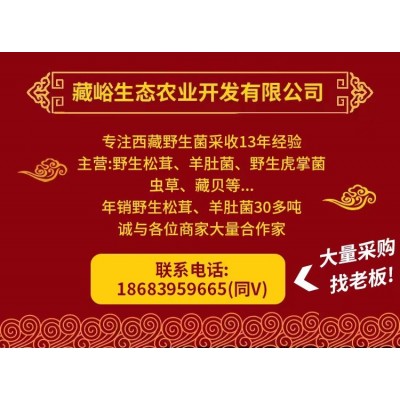 产地批发新鲜松茸一级不开伞香格里拉西藏林芝雅江小金云南野生菌图2