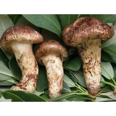 产地批发新鲜松茸一级不开伞香格里拉西藏林芝雅江小金云南野生菌图5