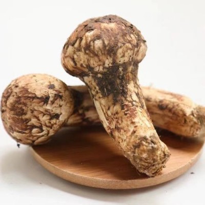产地批发新鲜松茸一级不开伞香格里拉西藏林芝雅江小金云南野生菌图3