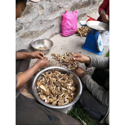 产地一件批发正宗野生羊肚菌干货西藏林芝特产非云南香格里拉四川图4
