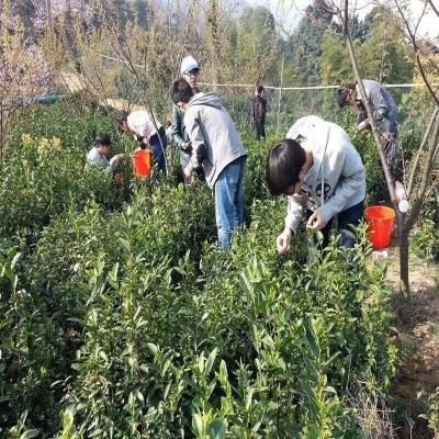 福建武夷山小种红茶 正山小种薯香味 传工茶叶 散装茶叶批发图4
