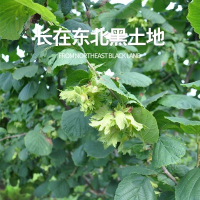 坚果零食榛子原味东北熟榛子瓤满批发500克 支持oem 支持一件代发图4