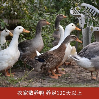 安徽风干鸭干货整只徽州腊板鸭农家手工制日晒风干咸香腊味批发图4