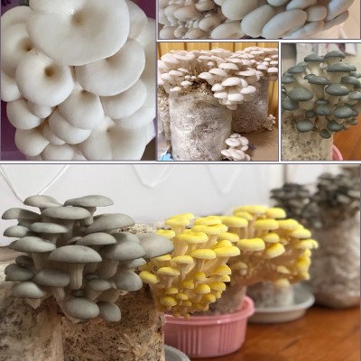 蘑菇种植包菌种菌包家种菌菇香菇黑平菇家庭食用新鲜种子儿童礼品图2