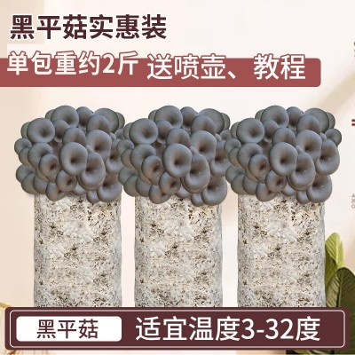 蘑菇种植包菌种菌包家种菌菇香菇黑平菇家庭食用新鲜种子儿童礼品图4