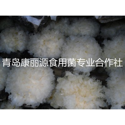 山东青岛康丽源出口韩国银耳菌棒，银耳菌包（日本雪耳）图4