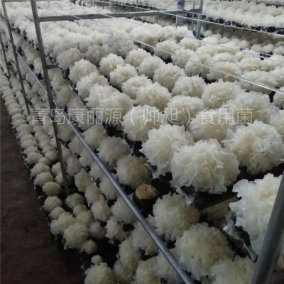 山东青岛康丽源出口韩国银耳菌棒，银耳菌包（日本雪耳）图2