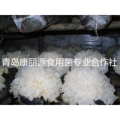 山东青岛康丽源出口韩国银耳菌棒，银耳菌包（日本雪耳）图5