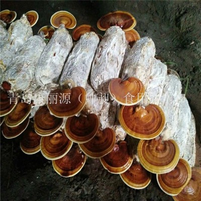灵芝菌棒，灵芝菌包图2