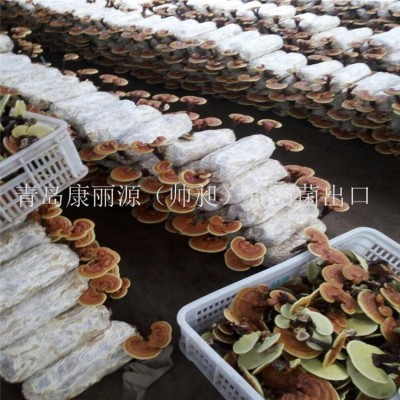 灵芝菌棒，灵芝菌包图4