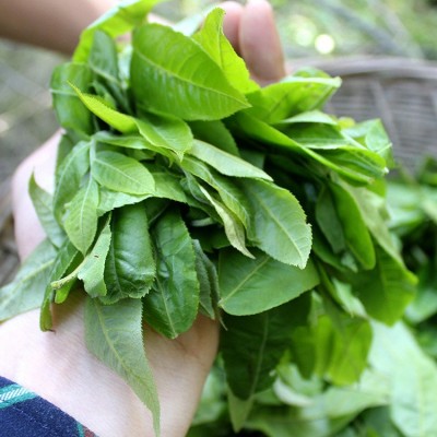 意品康嫩叶青钱柳叶代用茶袋泡茶生产厂家代加工图4