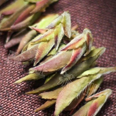 批发云南普洱茶紫芽苞 早春大雪山新茶明前春茶花 蜜香茶叶图3