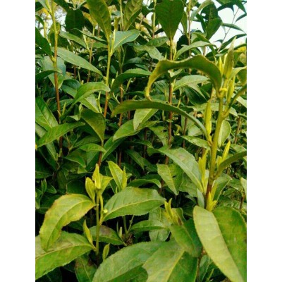 黄山毛峰春茶绿茶图2