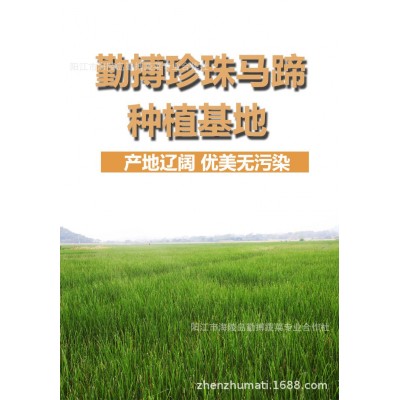 阳江市海陵镇特产珍珠马蹄直供椰子鸡配料小马蹄茡荠图4
