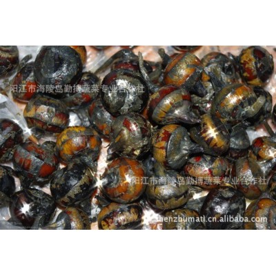 阳江市海陵镇特产珍珠马蹄直供椰子鸡配料小马蹄茡荠图5